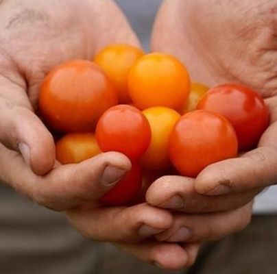 Two hands are shown holding a bunch of cherry tomatoes