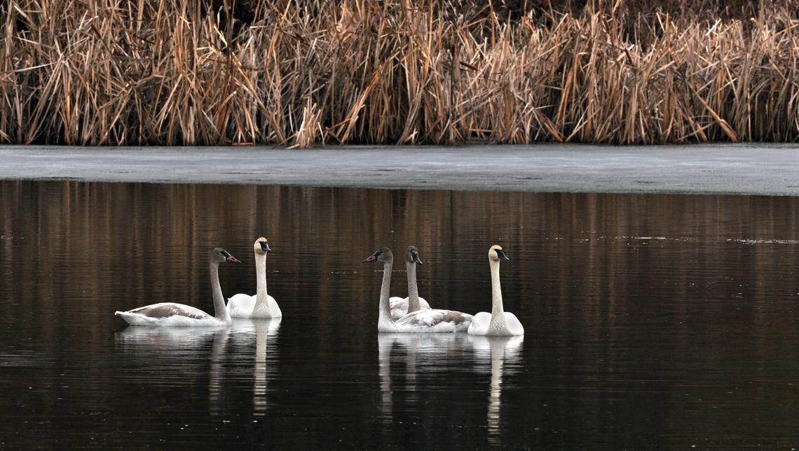 Solo returns to Turnbull NWR