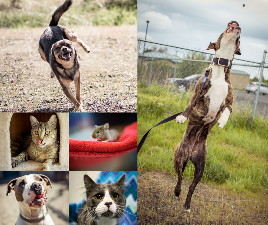 Thank you Six Legged Photography!