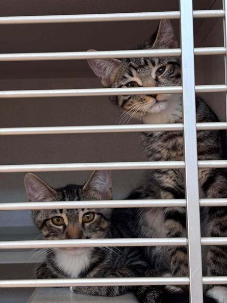 Shelter cats in a kennel