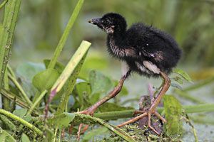 Purple Gallinule chick