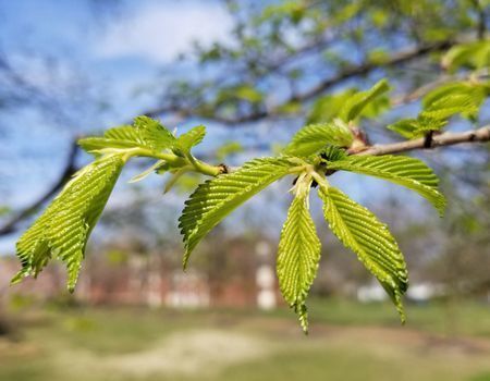 Intro to Trees of Indiana: Slippery Elm