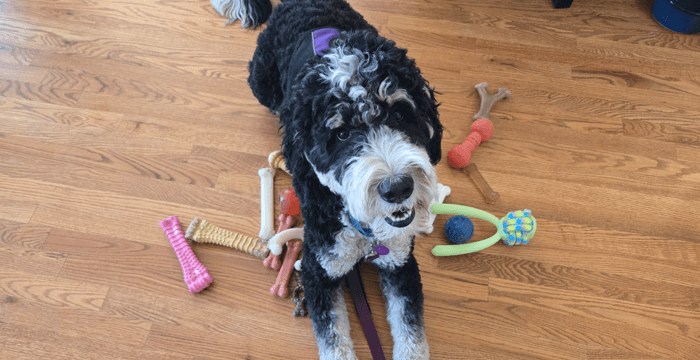 Cosmo looking up among scattered toys
