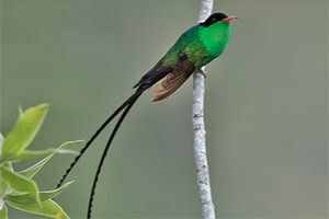Jamaica with Tropical Birding
