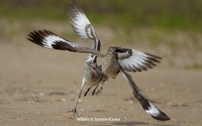 Willet