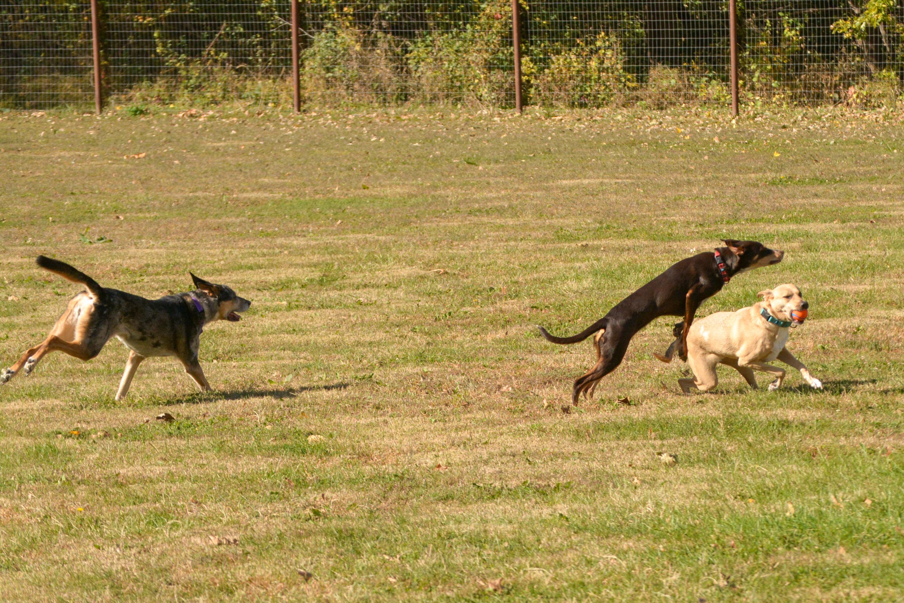 how big should a dog park be