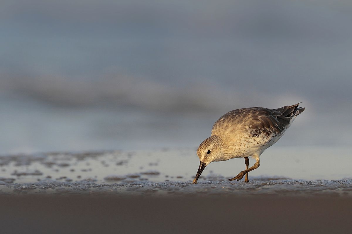 Red Knot