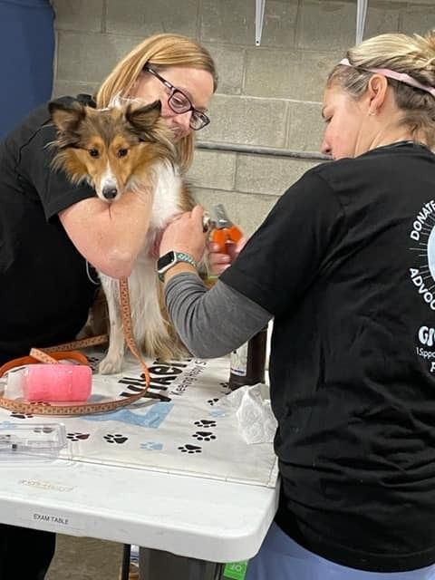 Making a Pawsitive Impact: Columbus Dog Connection’s Mission to Support Animal Welfare