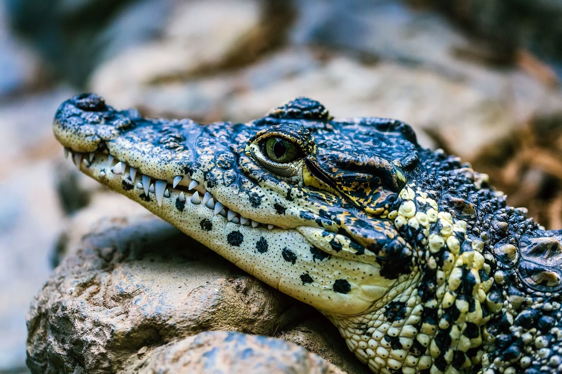 New study reveals reptiles and amphibians are most at risk among tetrapods