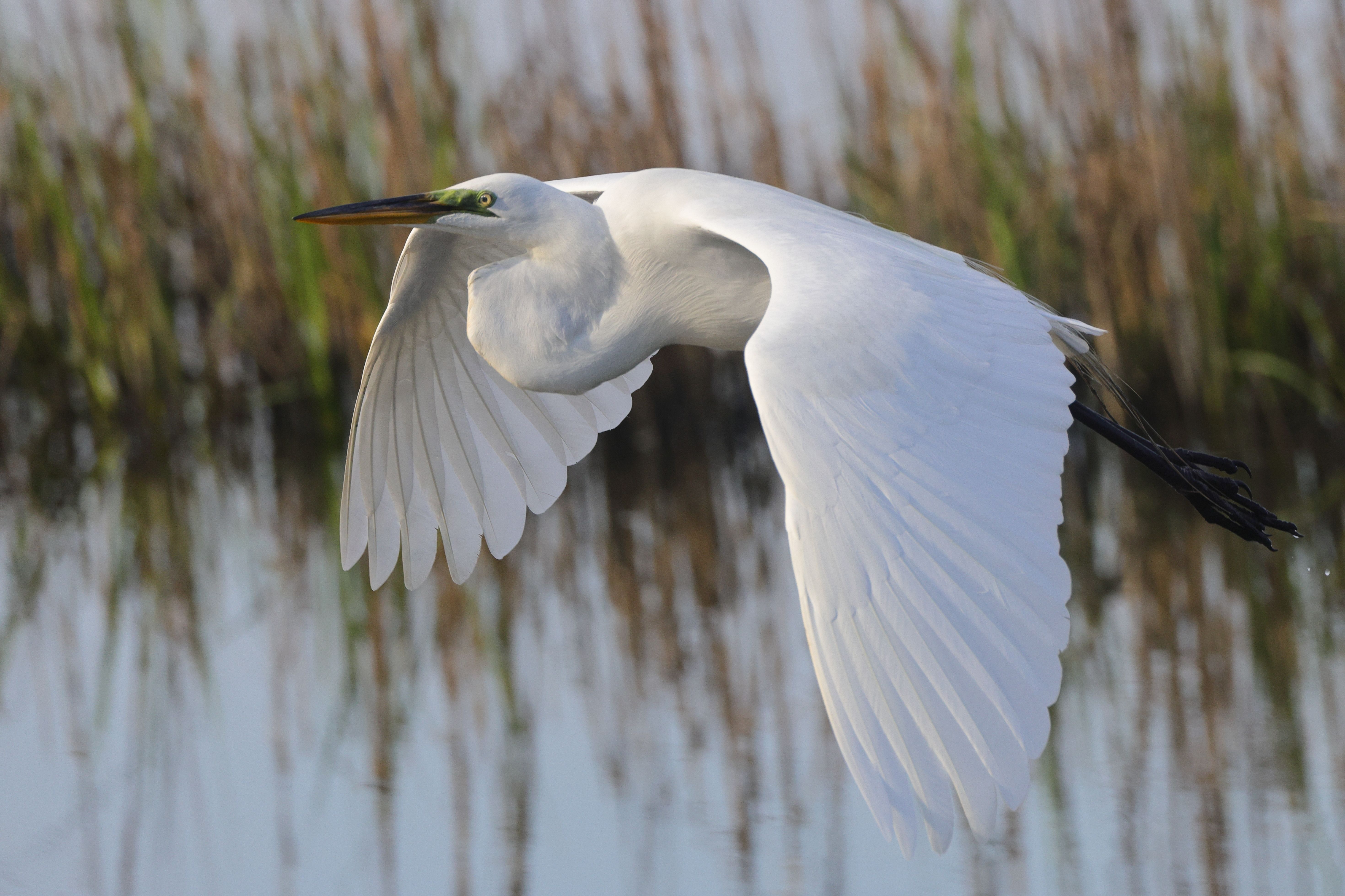 Egret