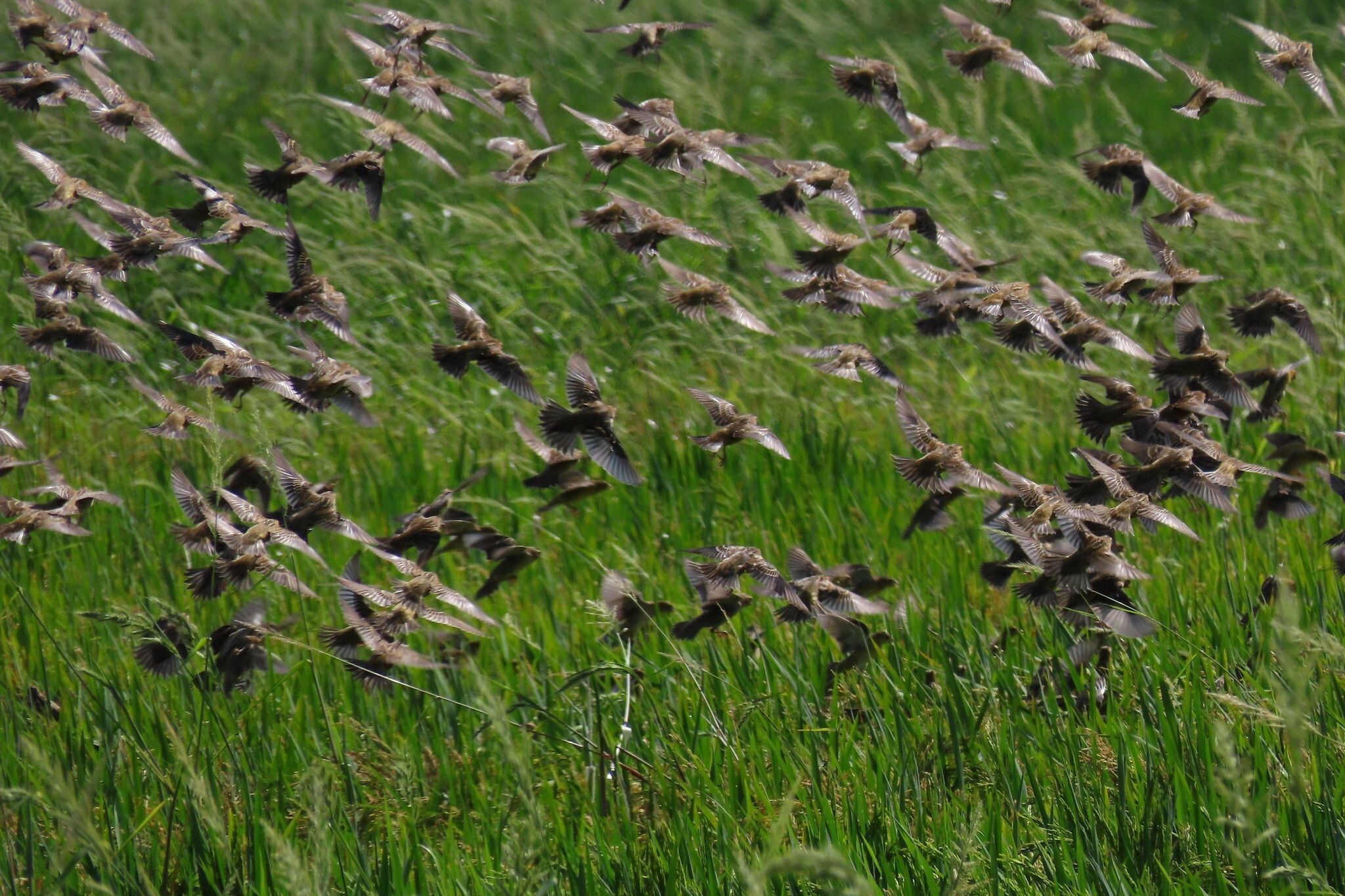 Scientists quantify energetic costs of the migratory lifestyle in a free flying songbird