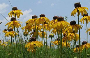 Native Plants for Birds