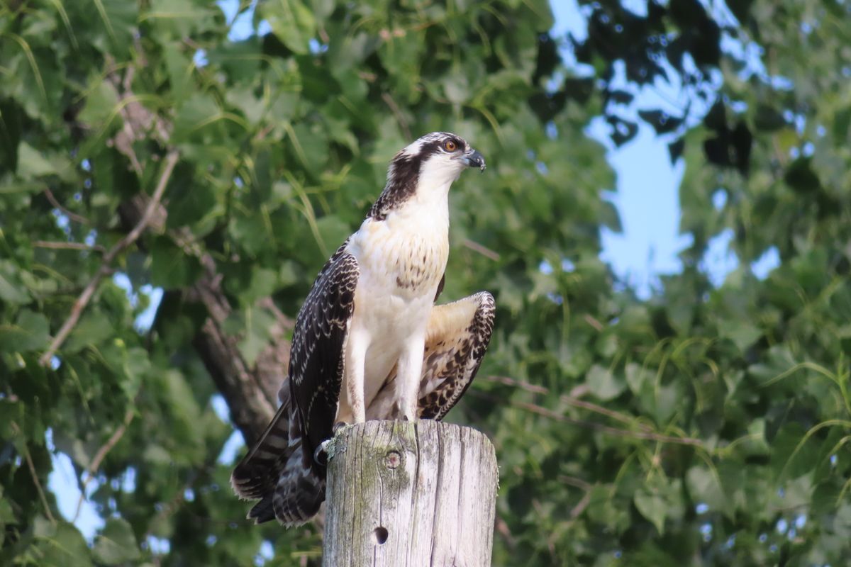 An Osprey fledgling sitting on a pole with green leaves and blue sky behind it.