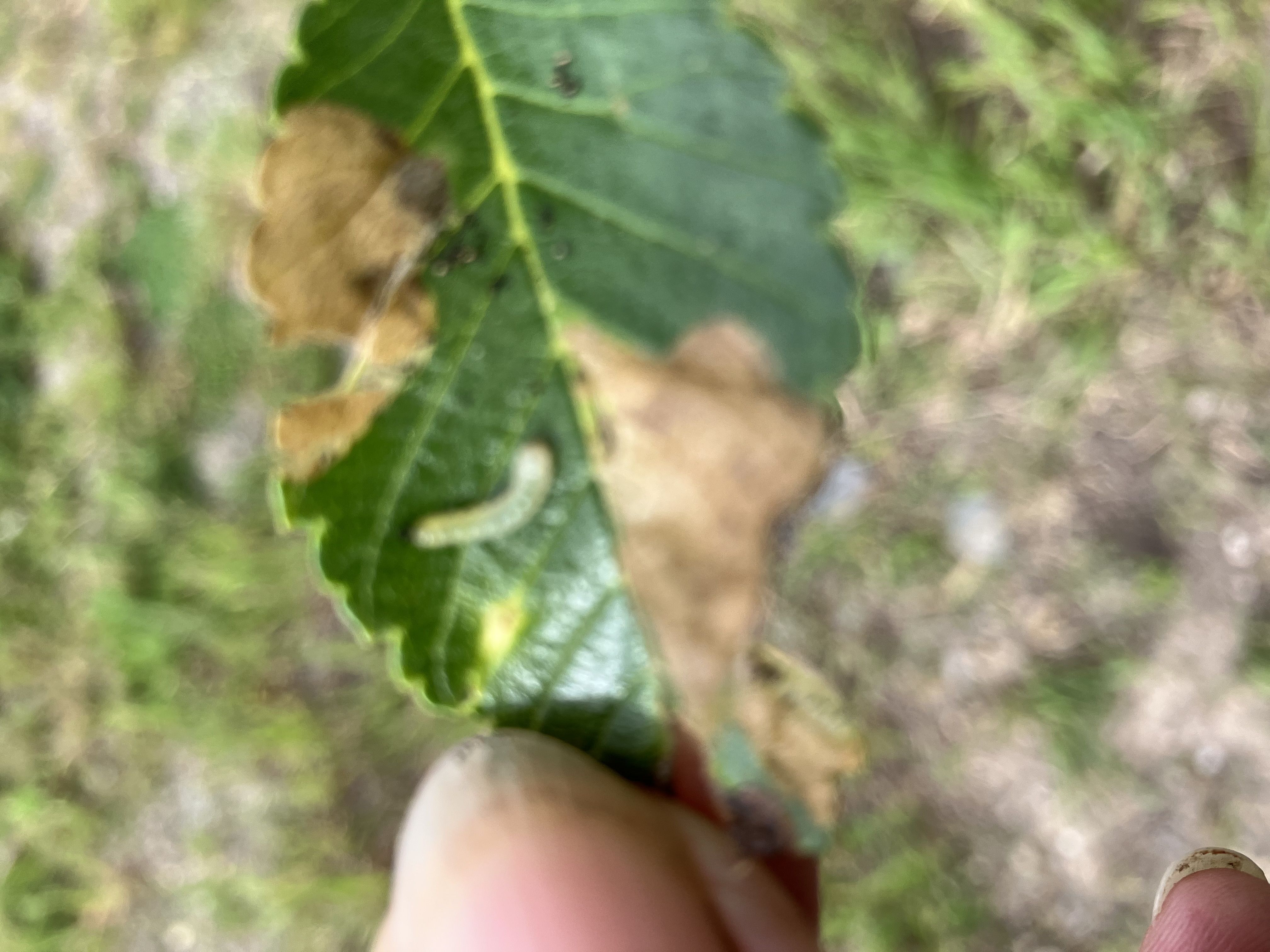Missoula County Pest Alert Message June 9, 2026