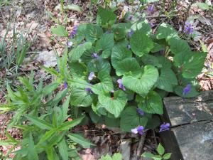 Daily Prayer April 26