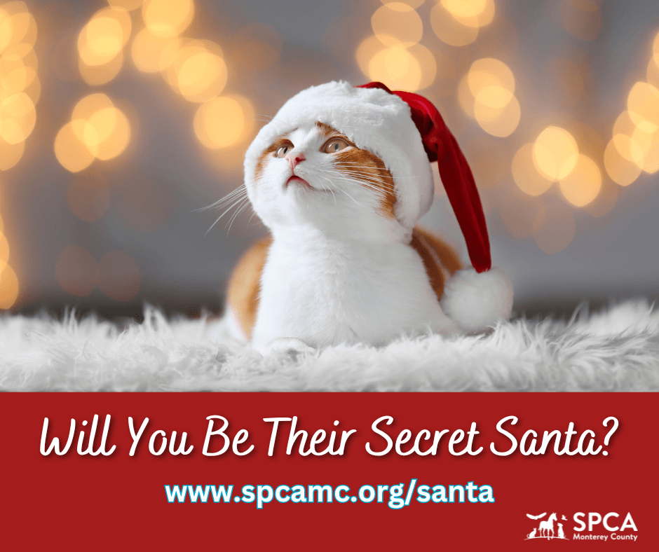 Be A Secret Santa for Shelter Pets