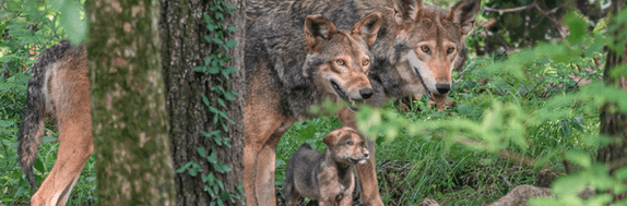 Two adult Red Wolves and a pup