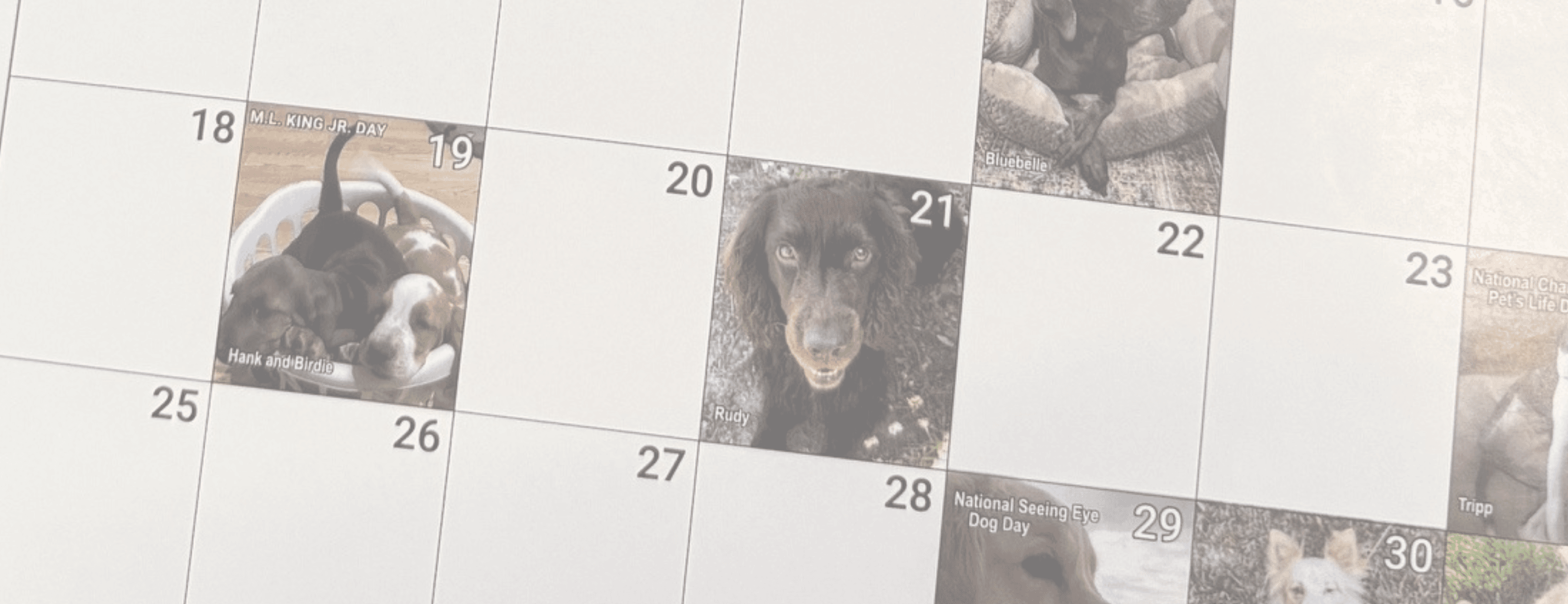 Your Pet Can Be A Star In Our 2027 Calendar