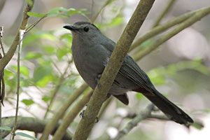 Beak of the Week: Gray Catbird