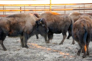 CRANE TRUST WELCOMES GENETICALLY PURE BISON HOME