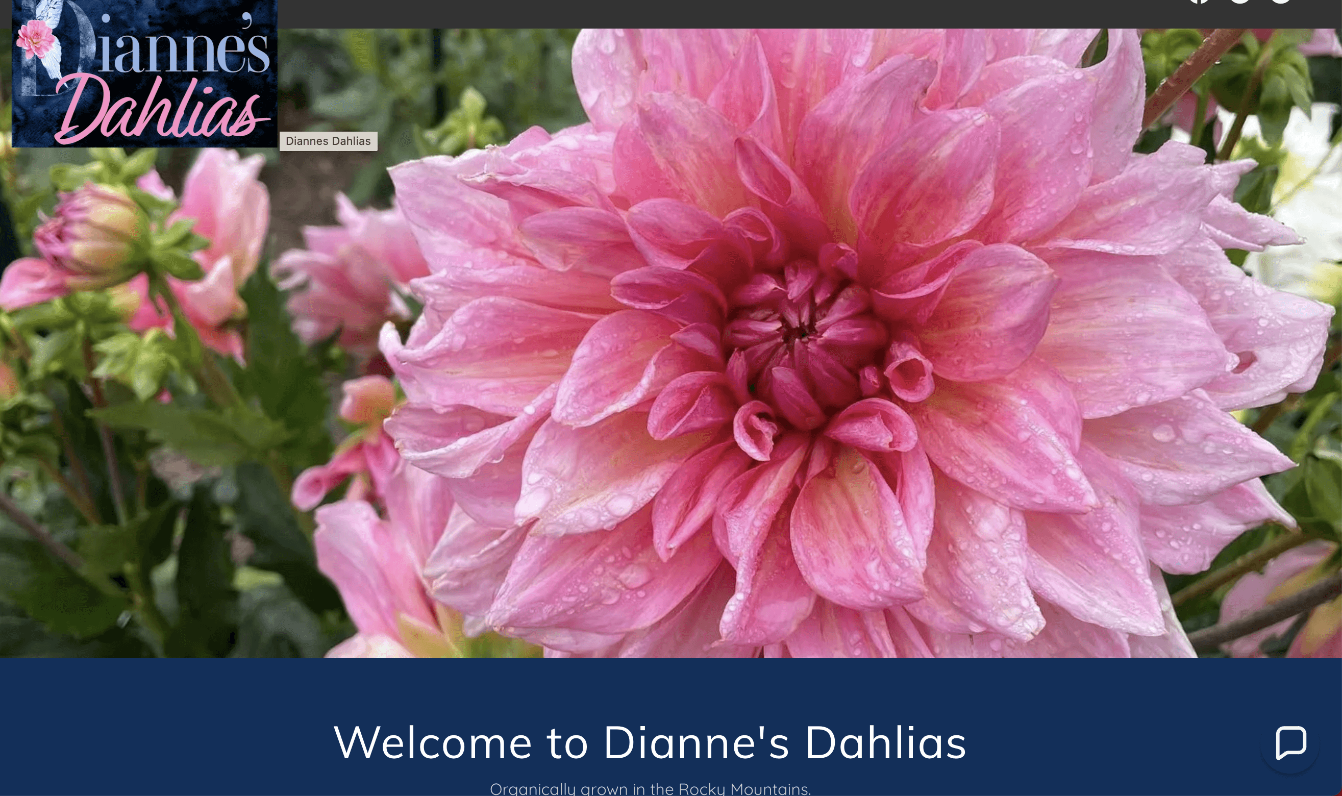 Dianne's Dahlia's Website