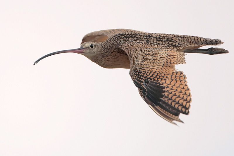 Long-billed Curlew