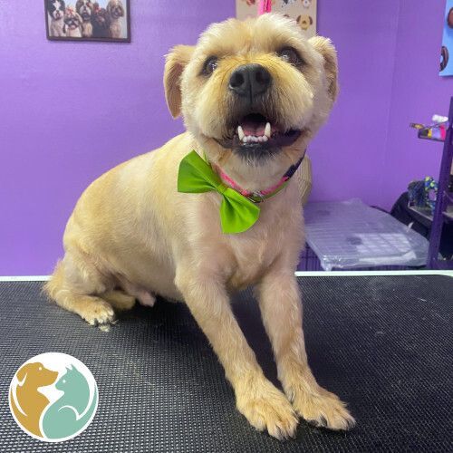 WOOKIE - Adopted 7/5!