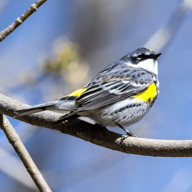 Yellow-rumped Warbler in Spring Plumage