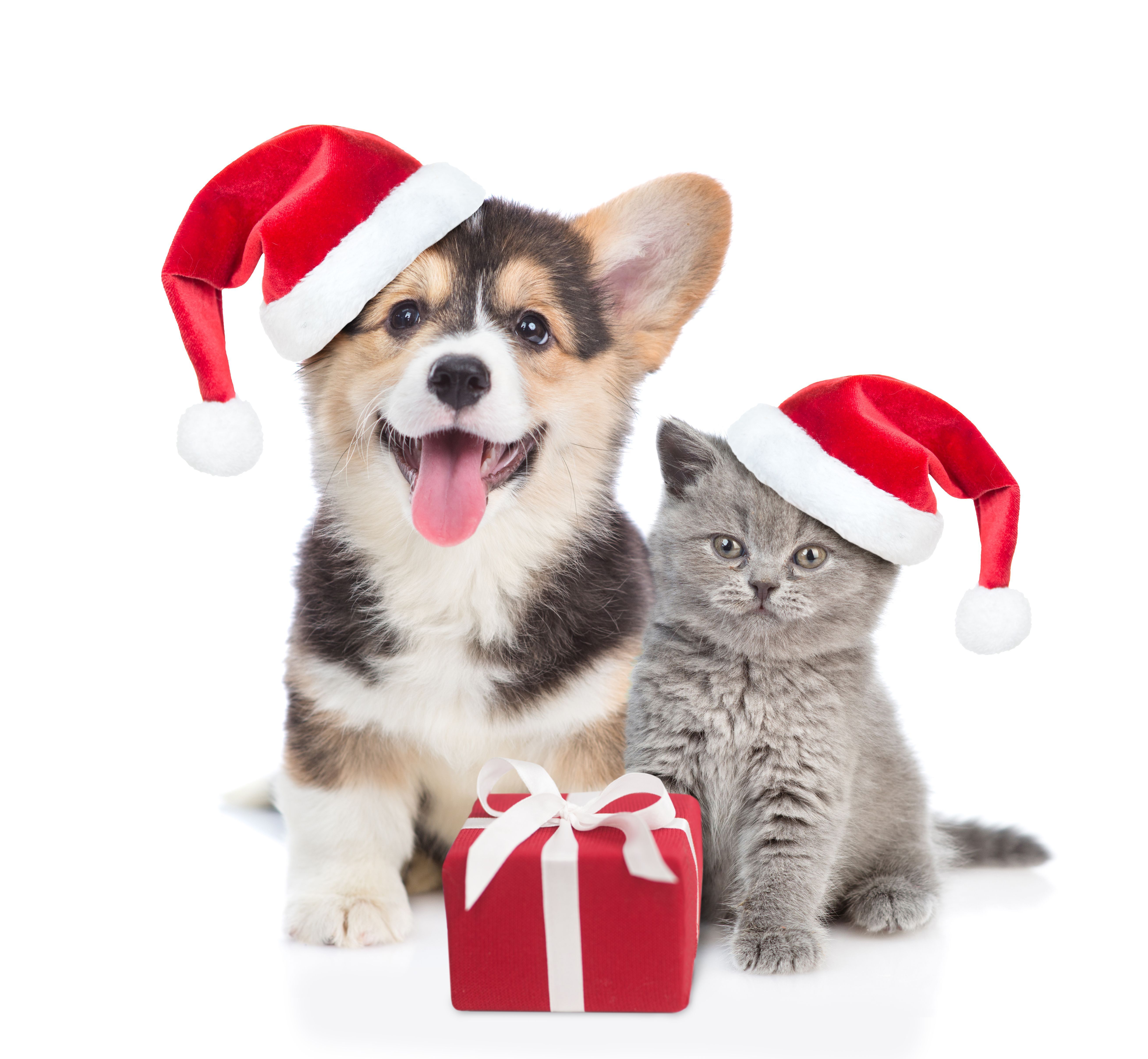 TCHS Is Now Taking Appointments for Santa Paws