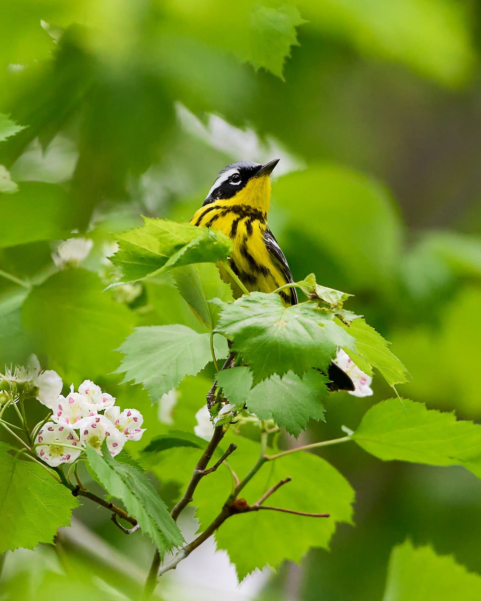 A Warbler Walk Through the Forest