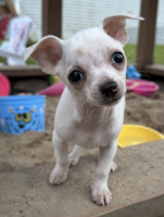 Dill - ADOPTED