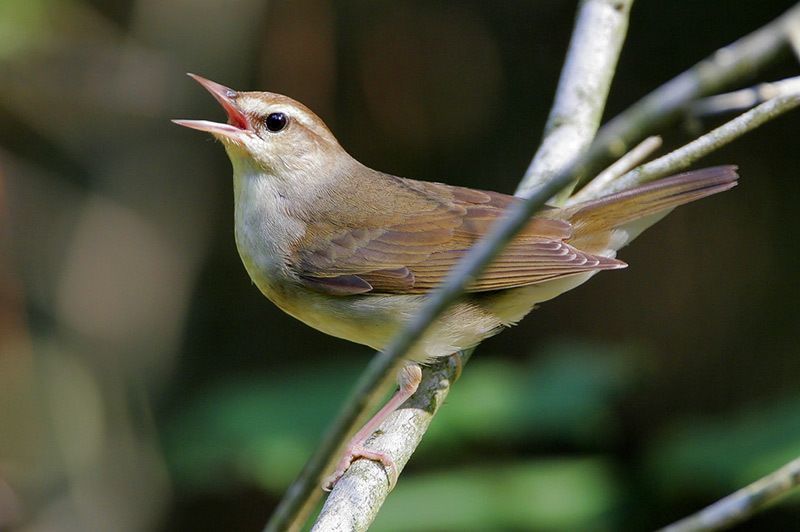 Swainson's Warbler