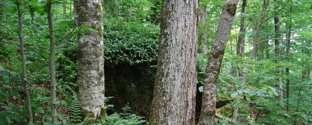 forest