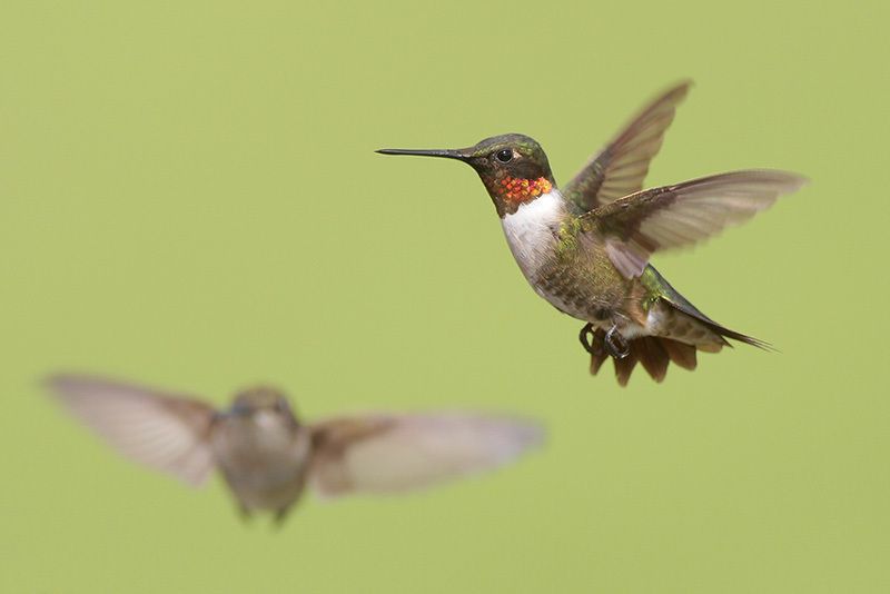 Ruby-throated Hummingbird