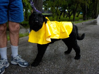 black dog in yellow rain coat