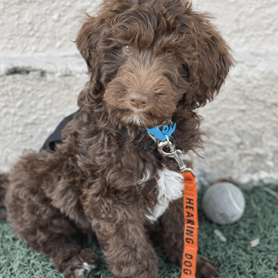 Hearing Dog in Training Banjo