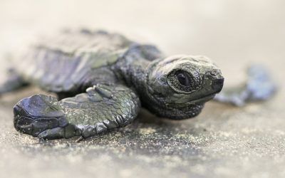 The Magic of a Sea Turtle Baby