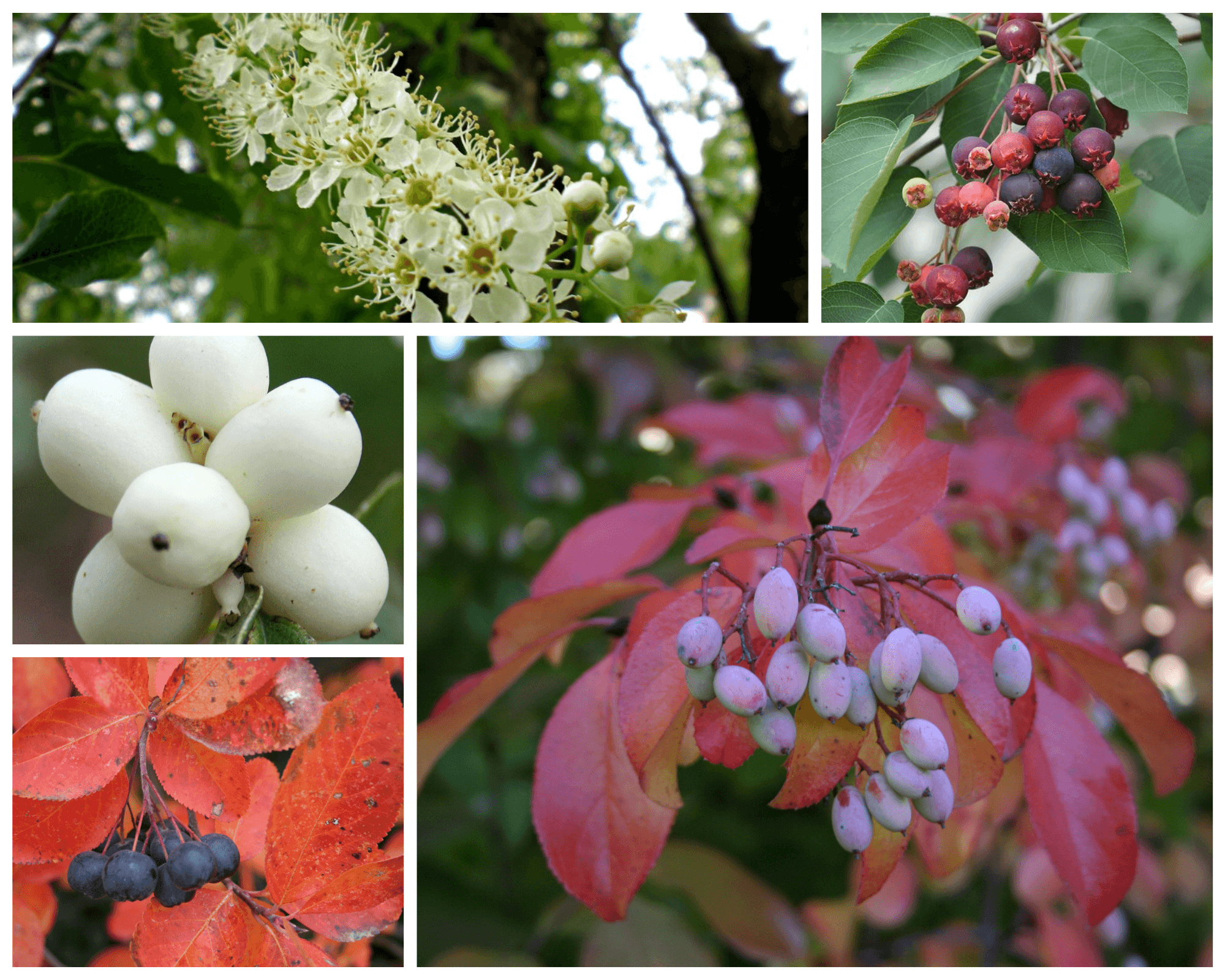 White flowers of black cherry tree; red-purple berries and green leaves of downy serviceberry; pink-purple berries and red leaves of Blackhaw viburnum; dark blue berries and red leaves of the black chokeberry and white berries from the snowberry shrub. 