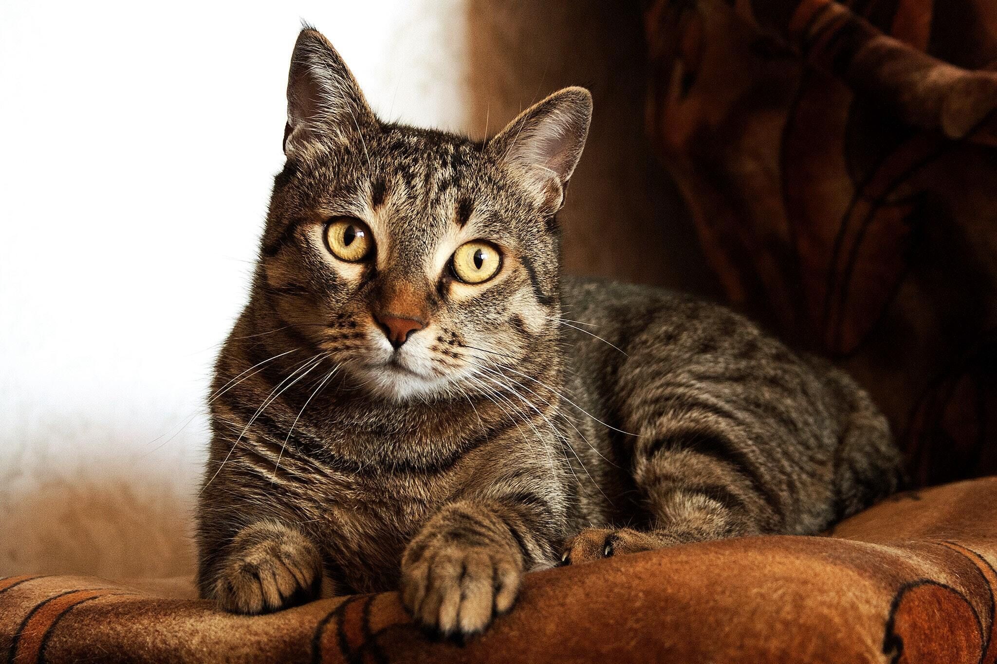 Cat Services:
