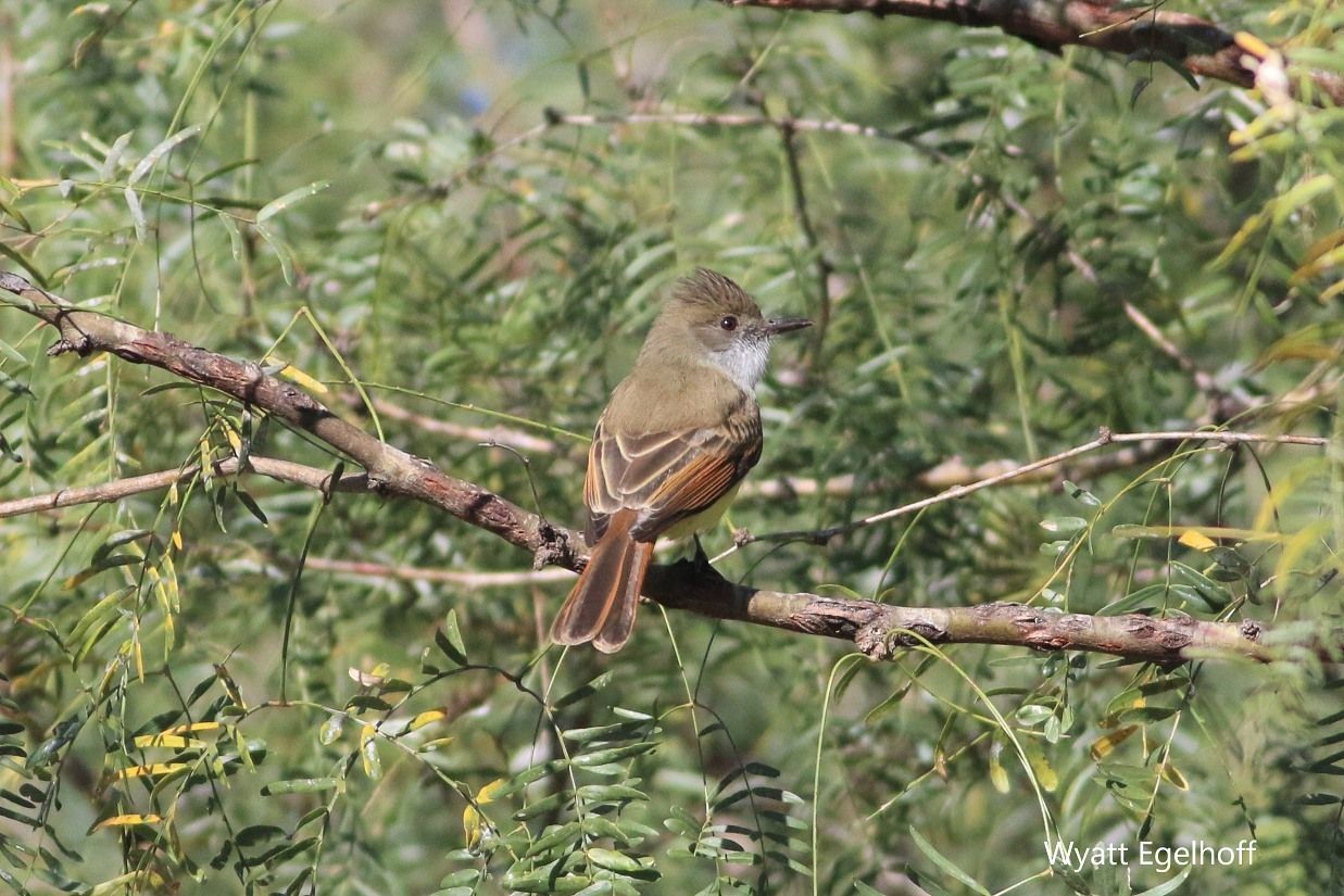 Dusky-capped Flycatcher