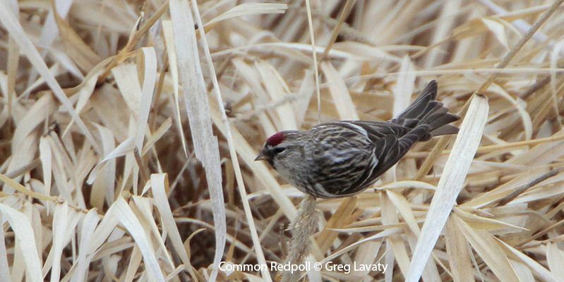 Beak of the Week: Common Redpoll