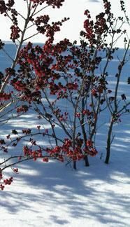 Daily Prayer February 1