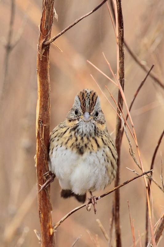 Lincoln’s Sparrow