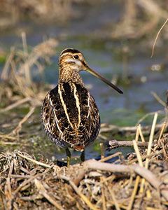 Wilson's Snipe