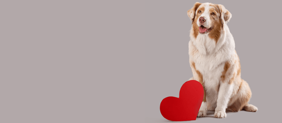 Fall in Love Adoption Event - Free!