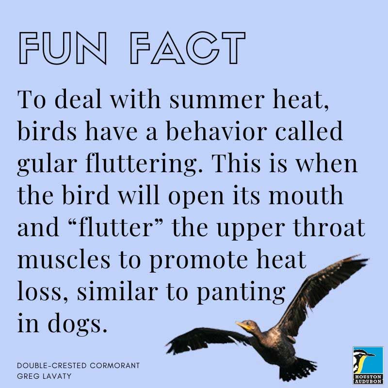 Birds dealing with summer heat