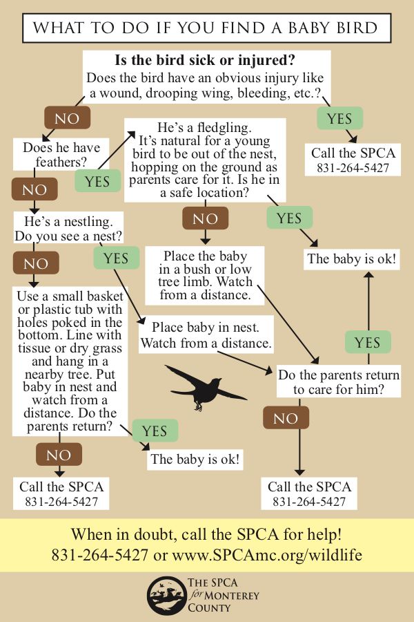 What to do if you find a baby bird