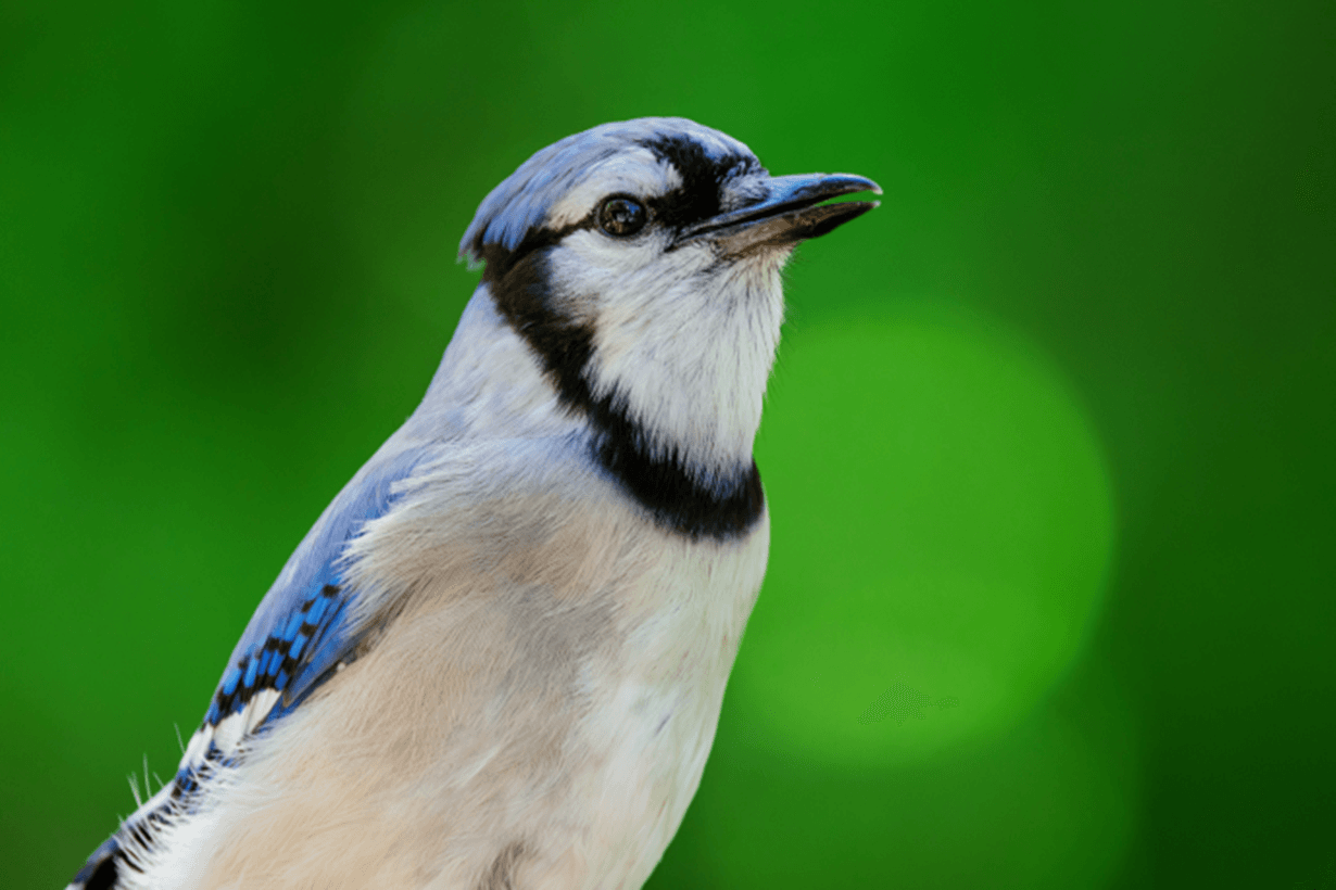 ‘Return to Field’ Programs Can Benefit Wildlife As Well