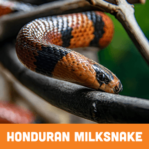 Honduran Milksnake