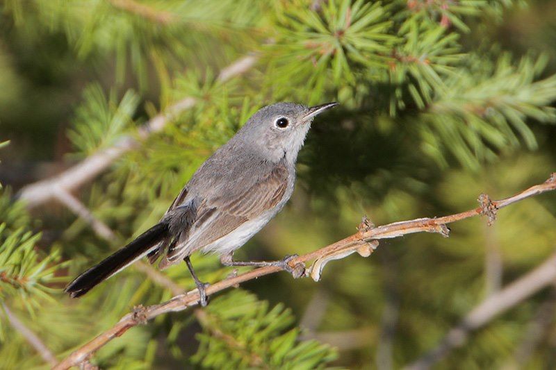 Blue-gray gnatcatcher: Big surprise in tiny package